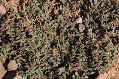 Euphorbia inaequilatera