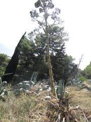 Agave americana