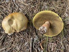 Boletus subcaerulescens