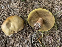 Boletus subcaerulescens