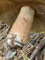 Boletus subcaerulescens