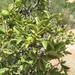 Vangueria parvifolia - Photo (c) magdastlucia, μερικά δικαιώματα διατηρούνται (CC BY-NC), uploaded by magdastlucia