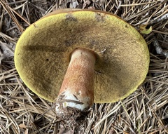 Boletus subcaerulescens