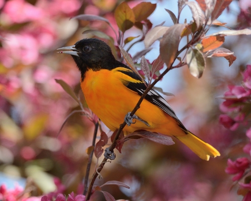  Vintage Oriole bird common in Baltimore Maryland