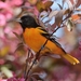 Baltimore Oriole - Photo (c) JanetandPhil, some rights reserved (CC BY-NC-ND)