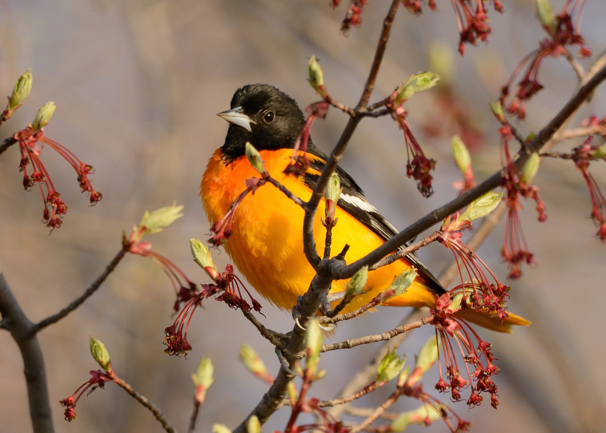 Baltimore oriole - Wikipedia