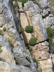 Oldenburgia paradoxa