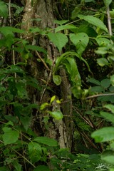 Catasetinae