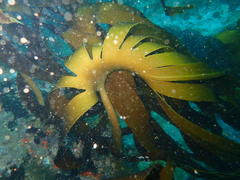 Laminaria pallida