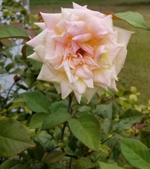 Rosa noisettiana