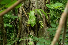 Catasetinae