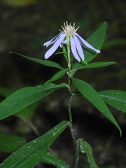 Symphyotrichum retroflexum