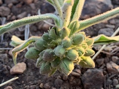 Raphionacme galpinii