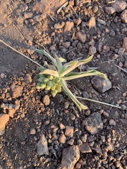 Raphionacme galpinii