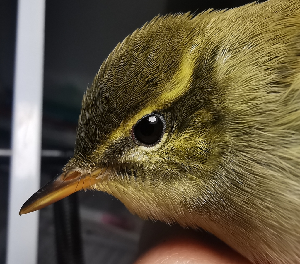Kamchatka Leaf-warbler