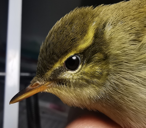 Kamchatka Leaf-warbler
