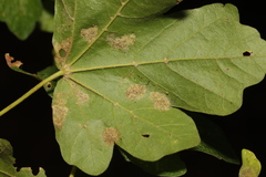 Aceria macrocheluserinea