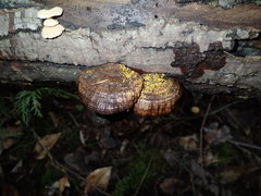 Calycina confluens