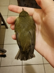 Phylloscopus examinandus