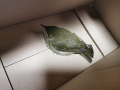 Phylloscopus examinandus