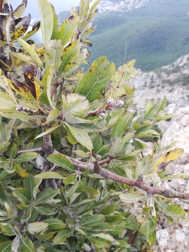 Image of Pyrus elaeagrifolia by (c) Татьяна Максимова, some rights reserved (CC BY)