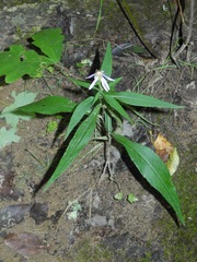 Symphyotrichum retroflexum