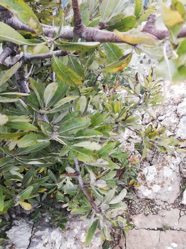 Image of Pyrus elaeagrifolia by (c) Татьяна Максимова, some rights reserved (CC BY)