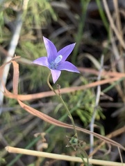Wahlenbergia