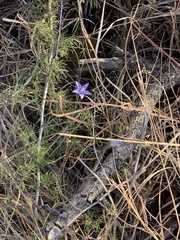 Wahlenbergia