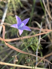 Wahlenbergia