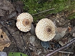 Lepiota cortinarius