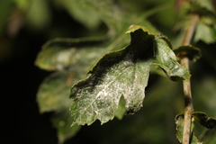 Podosphaera clandestina