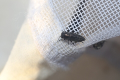 Sphenoptera jugoslavica