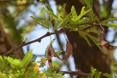 Vachellia robusta robusta