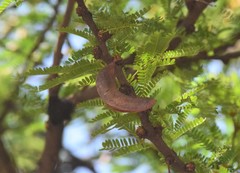 Vachellia robusta robusta