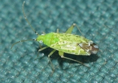 Macrotylus atricapillus