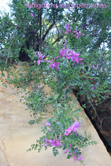 Indigofera langebergensis