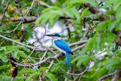 Todiramphus chloris