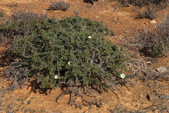 Sarcocaulon