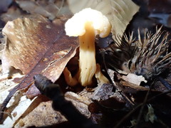 Cudonia lutea