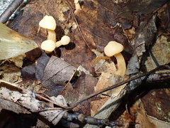 Cudonia lutea