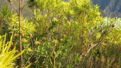 Leucospermum mundii