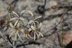 Pelargonium longiflorum