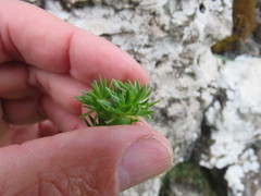 Silene acaulis