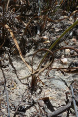 Pelargonium longiflorum