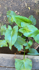 Zantedeschia aethiopica
