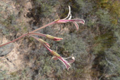 Pelargonium longiflorum