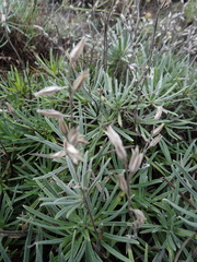 Onosma tanaitica