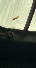 Sympherobius barberi