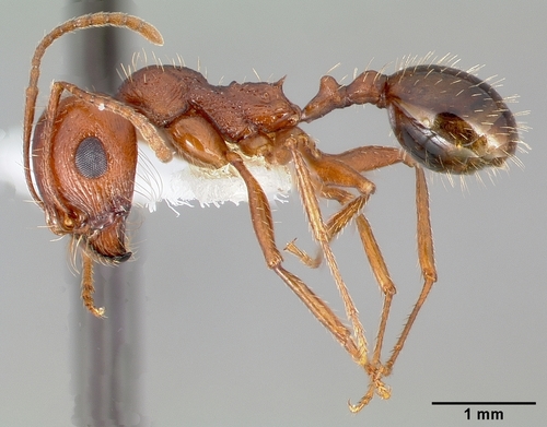 Veromessor smithiVeromessor smithi
